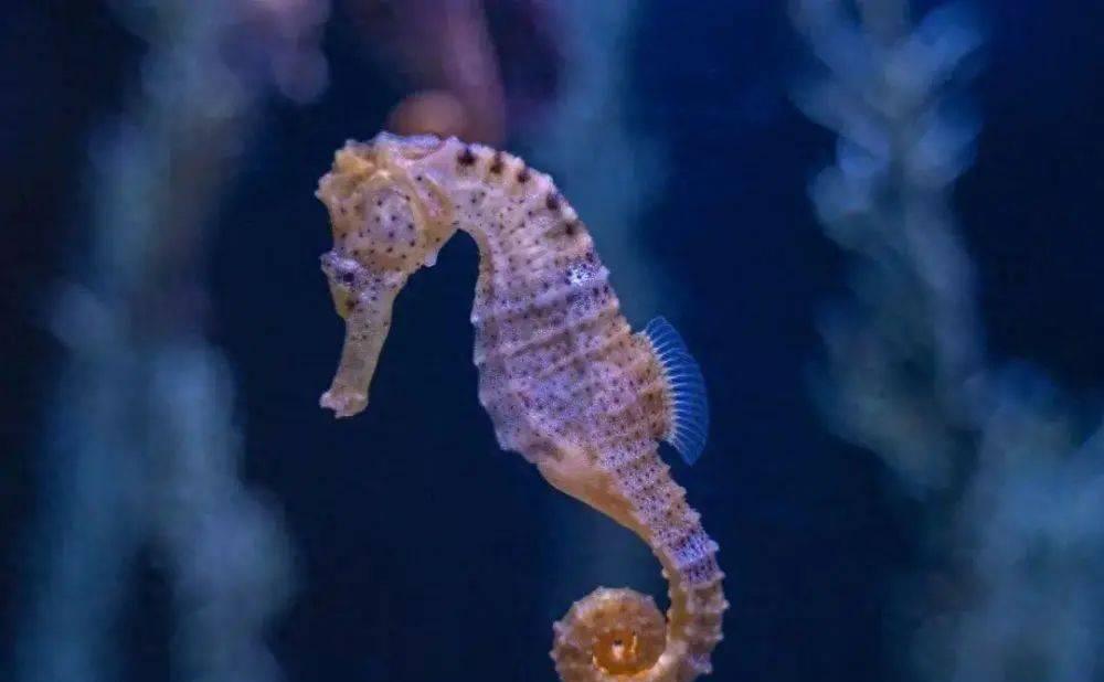 漂亮的神秘海马,神秘海马