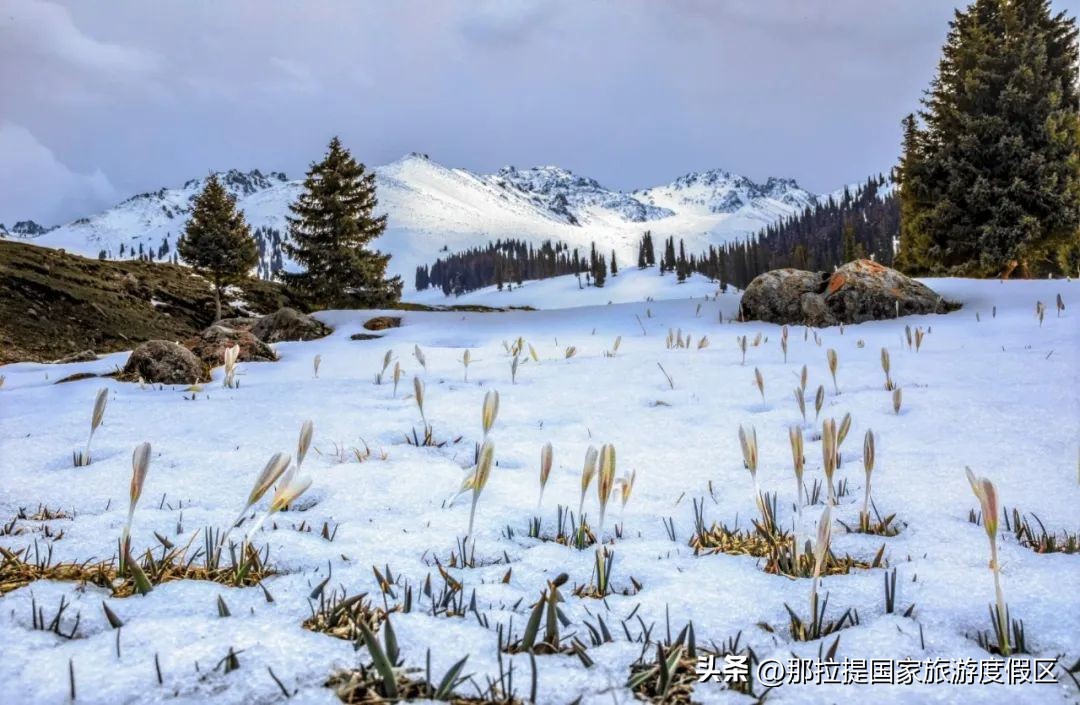 花开那拉提完整版,野百合的春天摄影作品欣赏