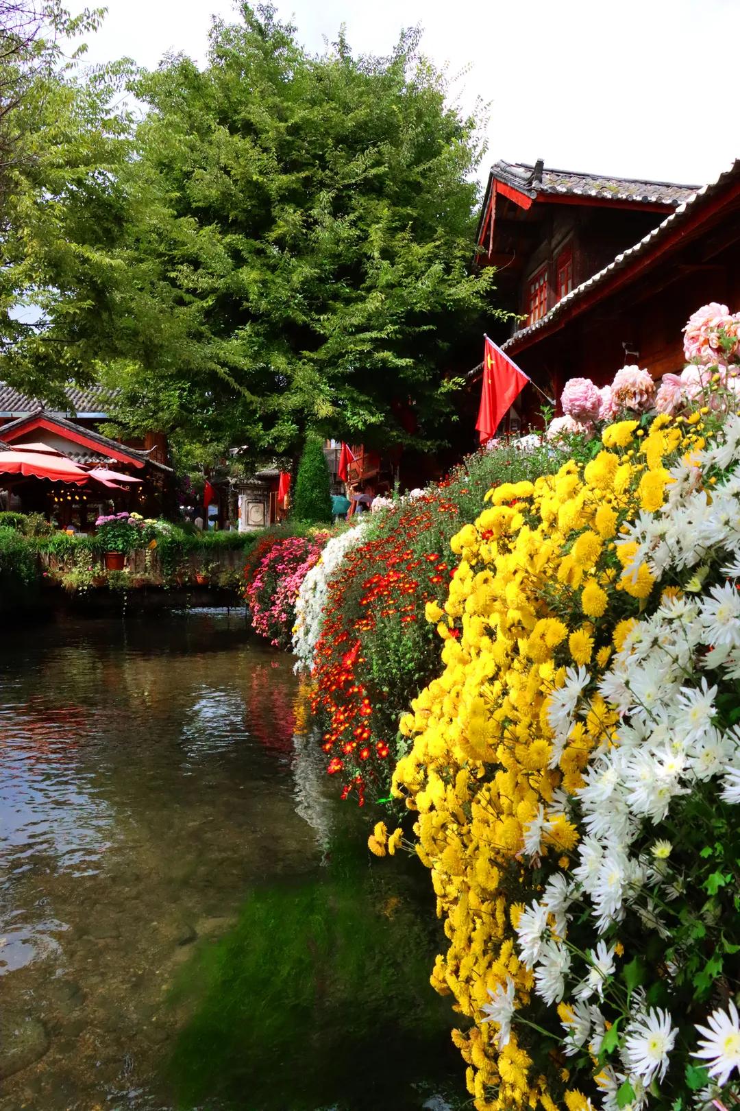 丽江古城一家客栈,丽江古城哪一家客栈门口有个大树