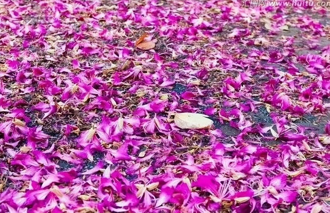 美文悦读心似莲开清风自来,美文阅读愿光阴含笑岁月静好