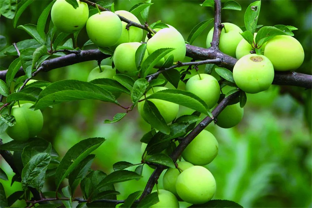 四川雅安糖心苹果自然采摘,雅安苹果采摘