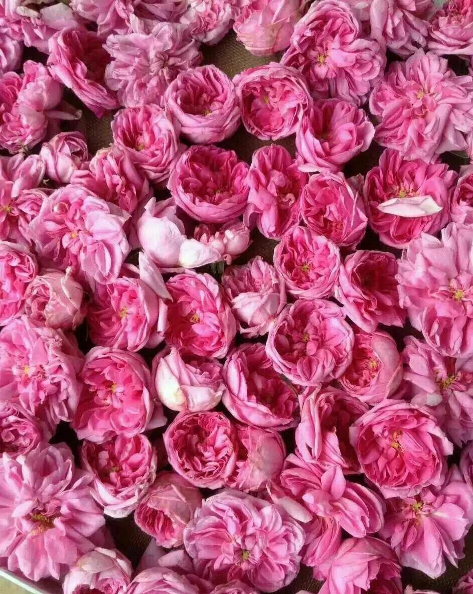 法国玫瑰花园,法国玫瑰花香沐浴露正品