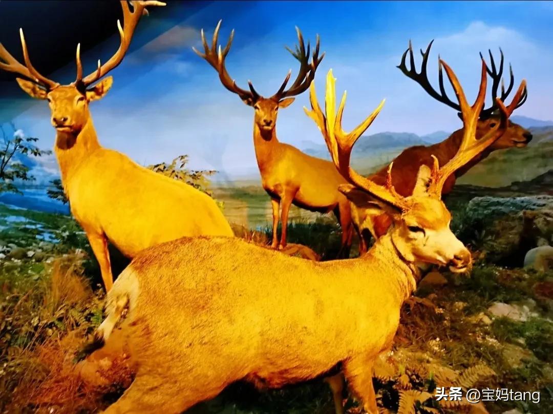 上海科技馆游玩全攻略,上海科技馆儿童馆攻略