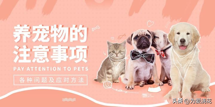 新手养宠物要注意些什么,饲养宠物的好处和坏处