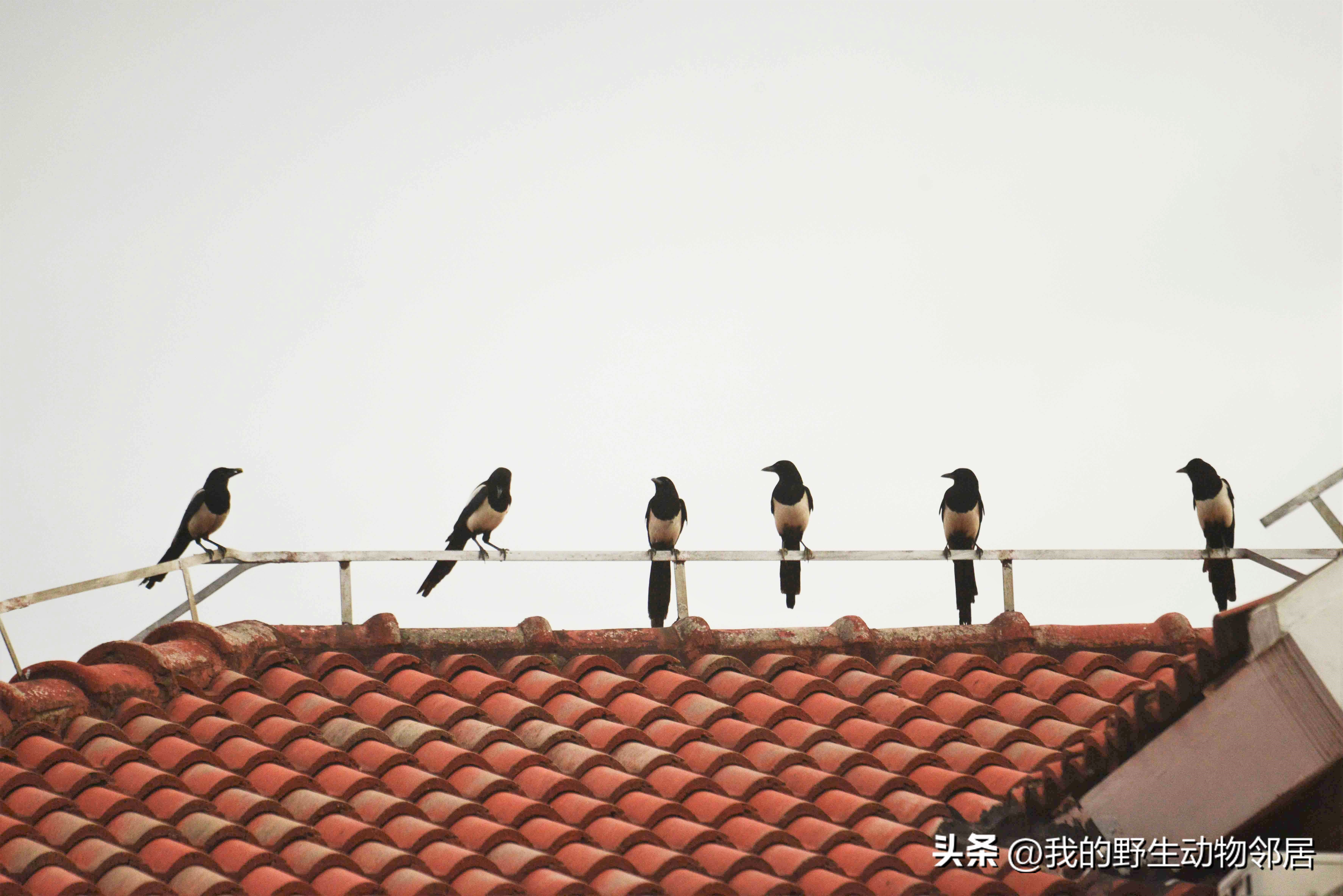 上海野生动物园百鸟园,上海野生鸟类种类有多少