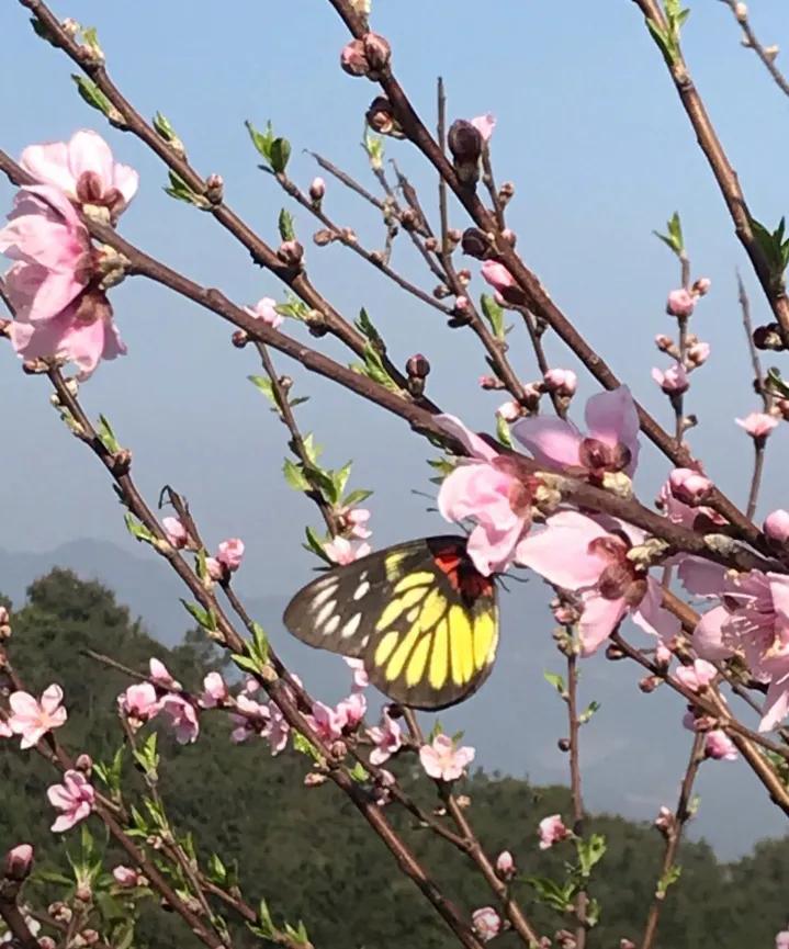 人生如树在风雨中成长,生命如树生命如花