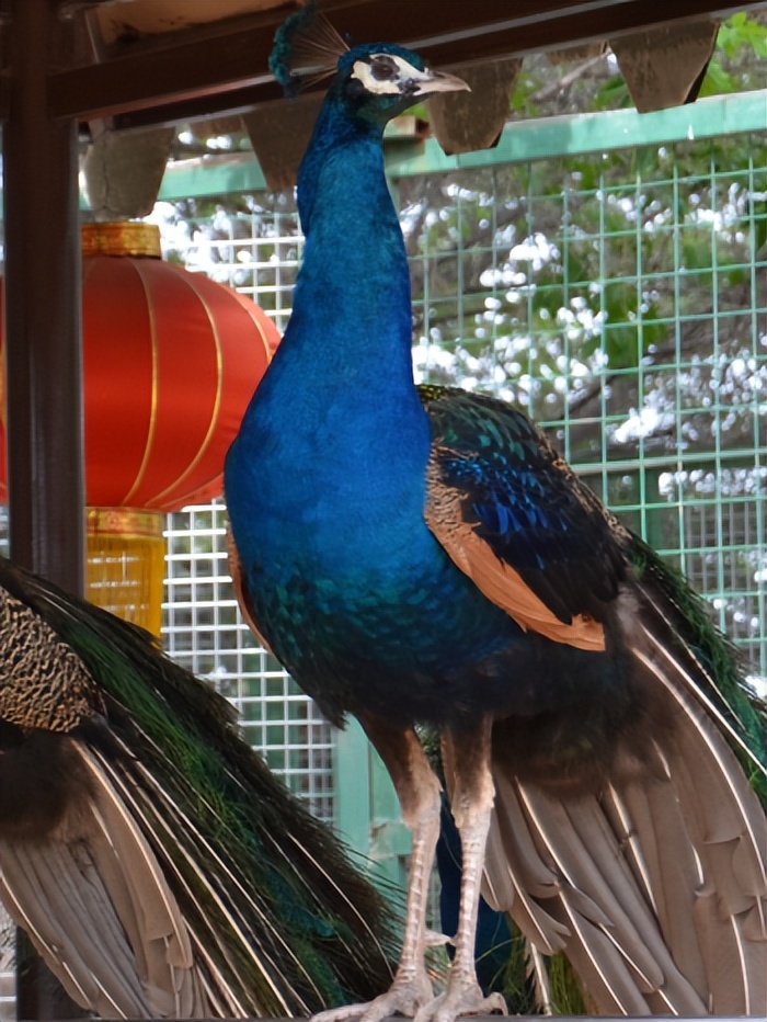 开封旅游未成年免票,开封景区最新门票标准及免票标准