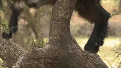 摩洛哥踢球干净吗,摩洛哥的羊为什么上树