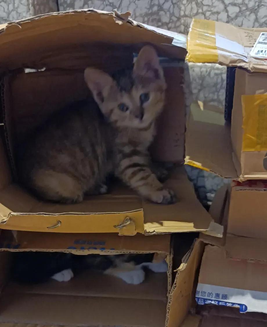 宠猫日志,宠猫日记小说