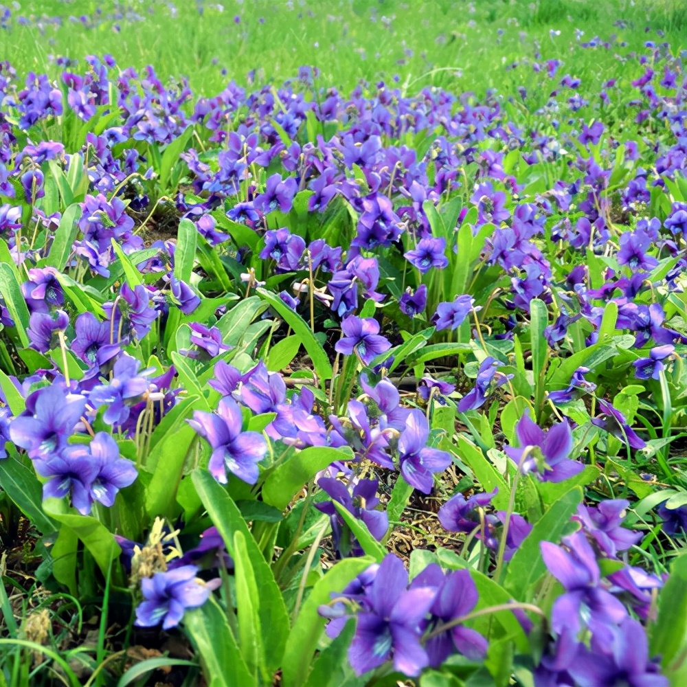 春游观赏的花有哪些,春天赏花什么花好看