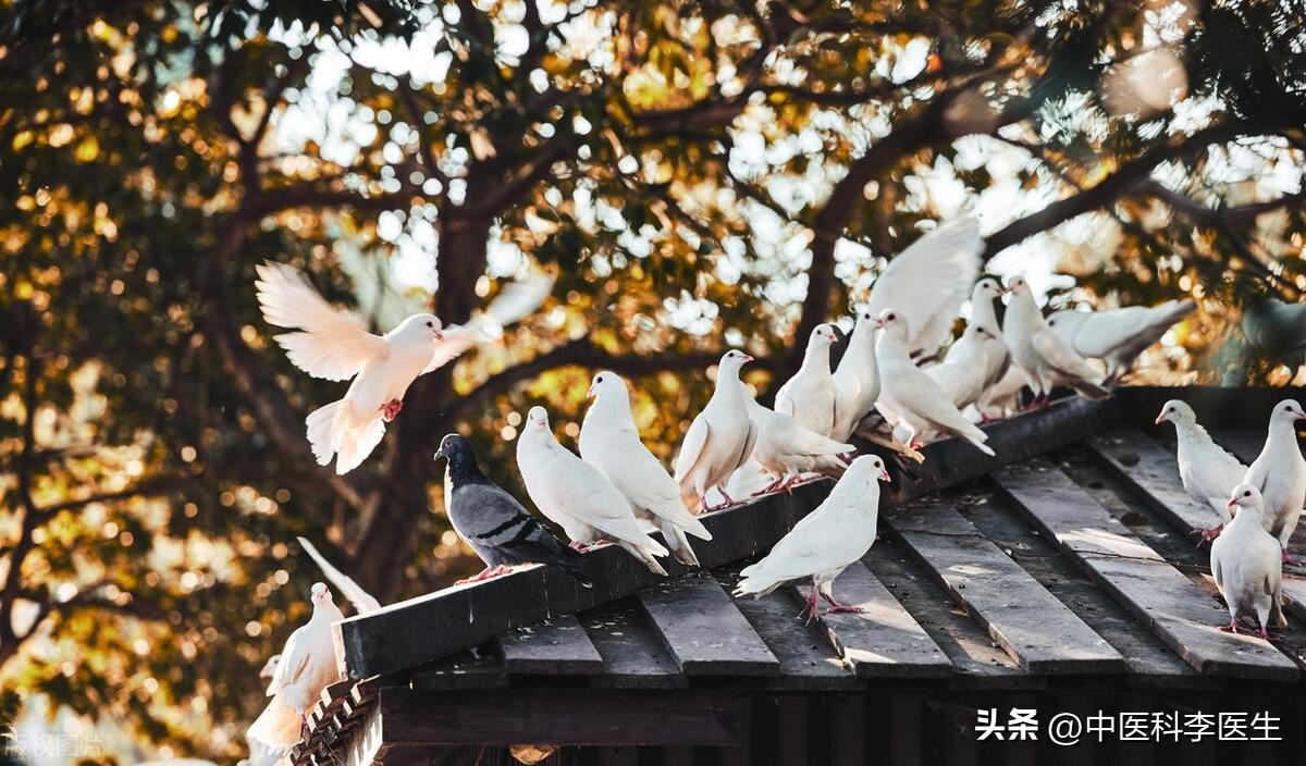 鸽子肉的功效与禁忌,鸽子肉的功效和副作用禁忌有哪些