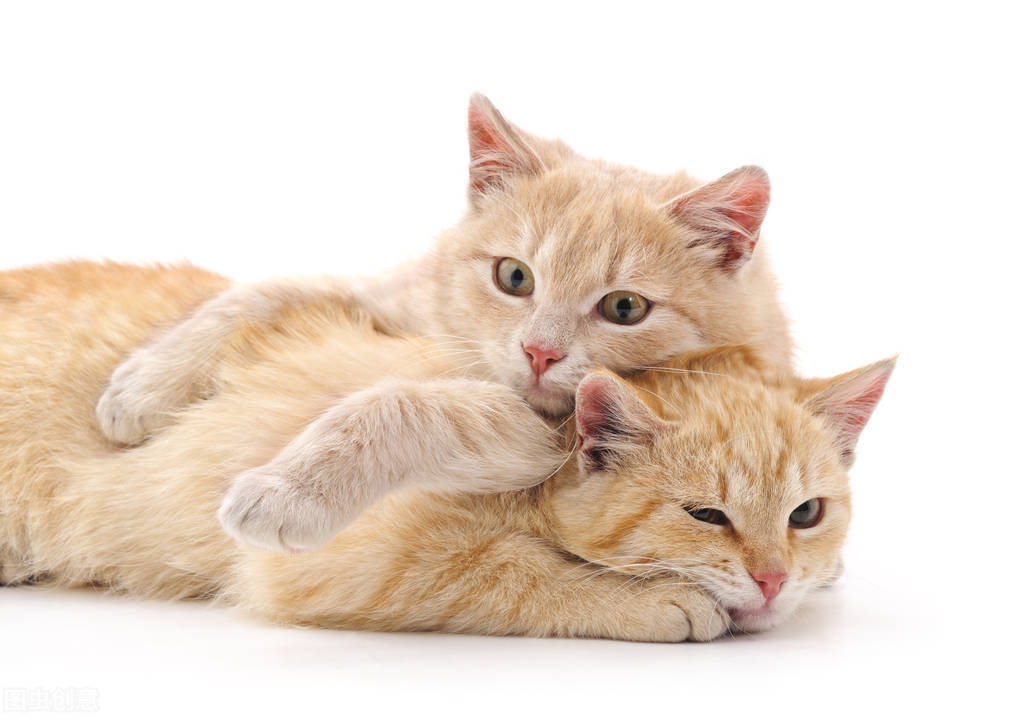 养猫小知识布偶猫,养猫小知识猫30种表达图解