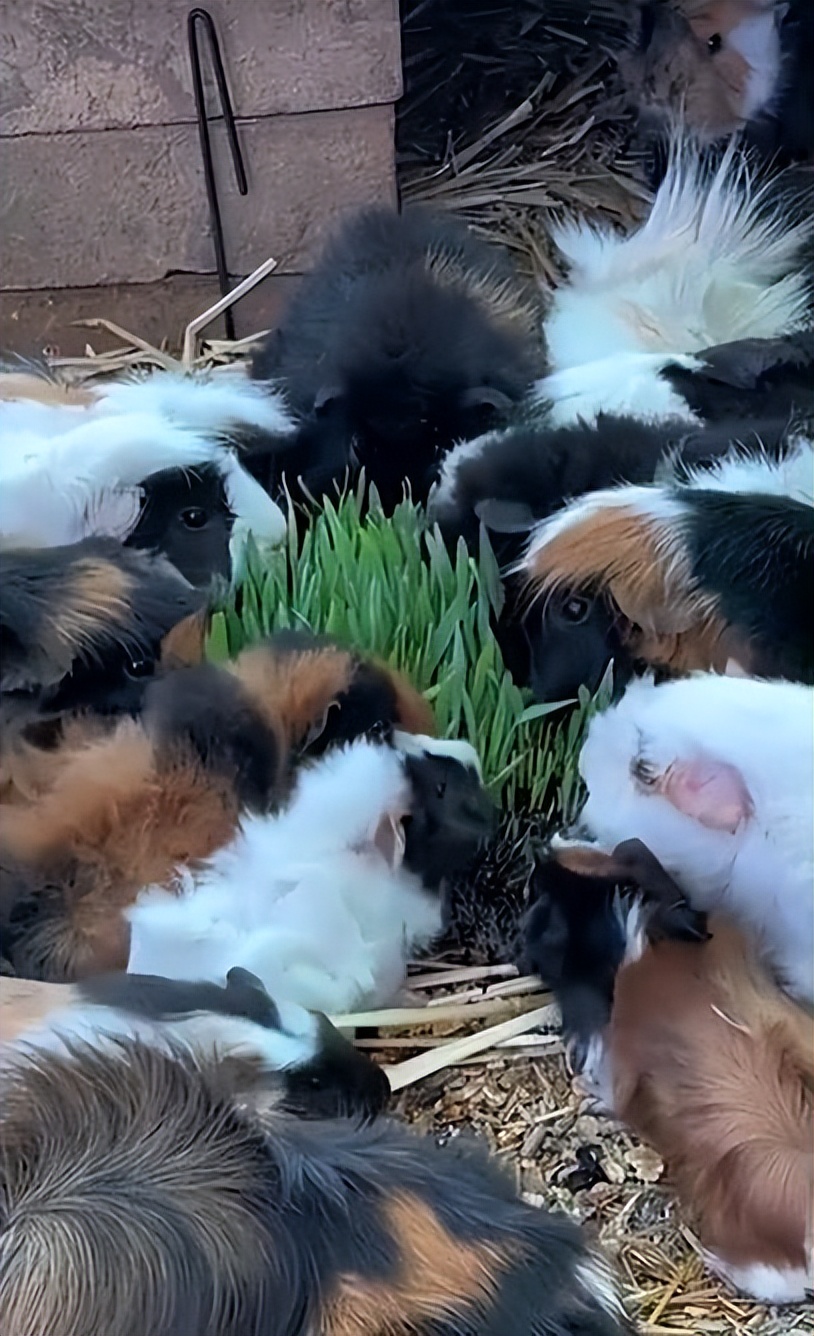 豚鼠被主人遗弃,前主人抛弃在出租屋里领养的猫咪