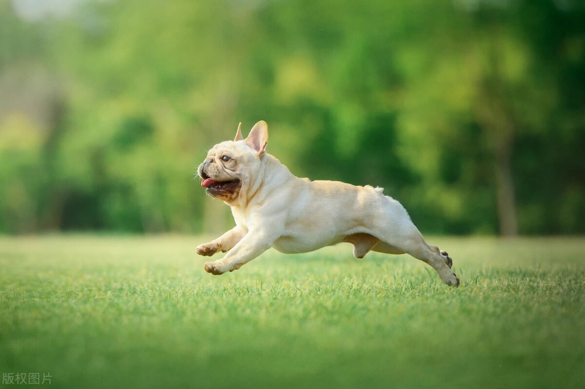 如何培养狗狗安静的性格,怎么纠正狗狗的胆小习惯