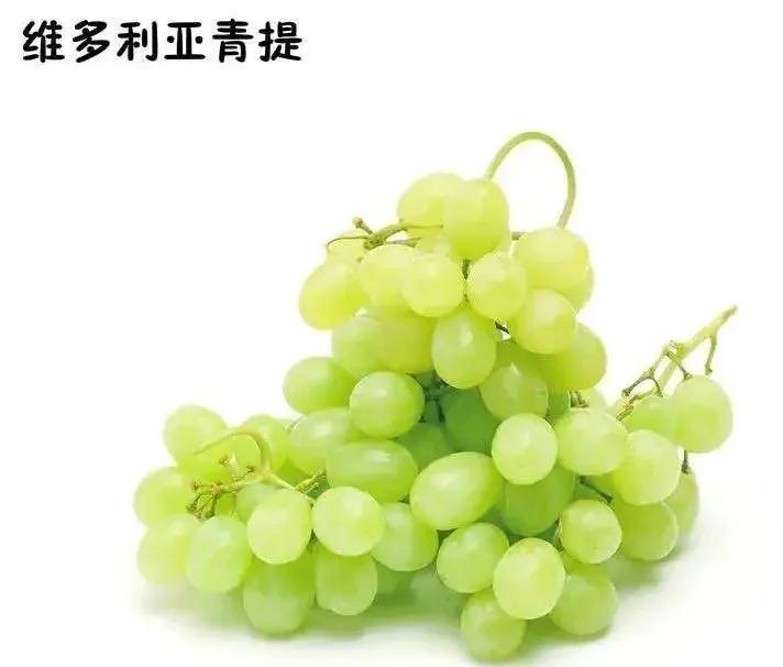 种植葡萄的前景怎么样,2023年种哪种葡萄有前景