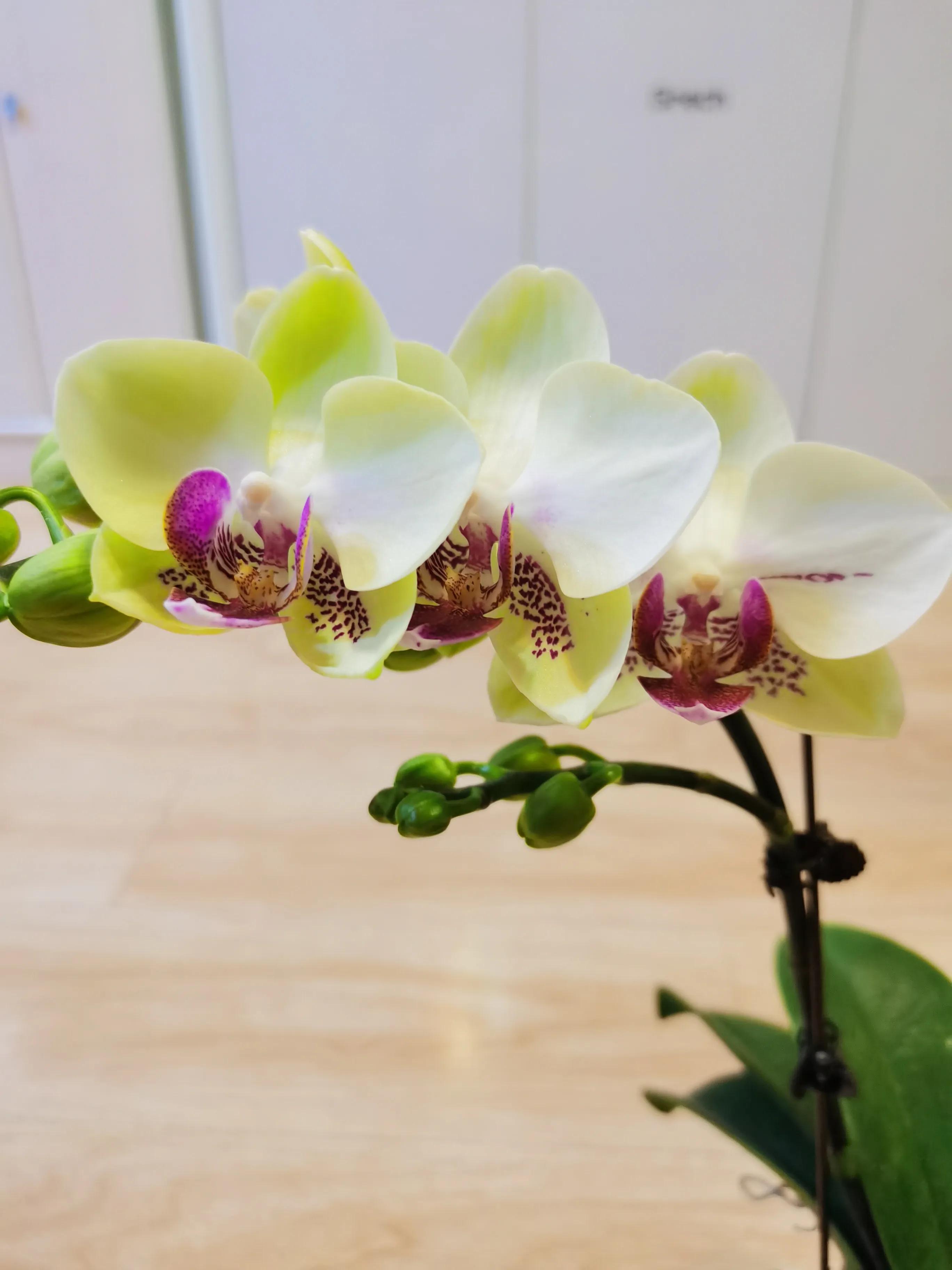 粉黛佳人水仙,紫水仙图片大全