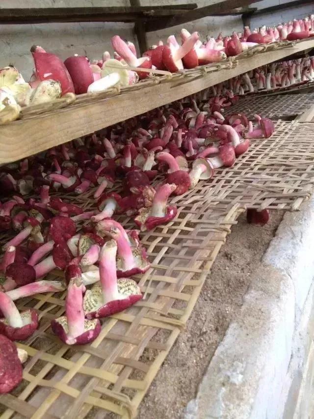 云南红菇好吃吗,云南山野红菇