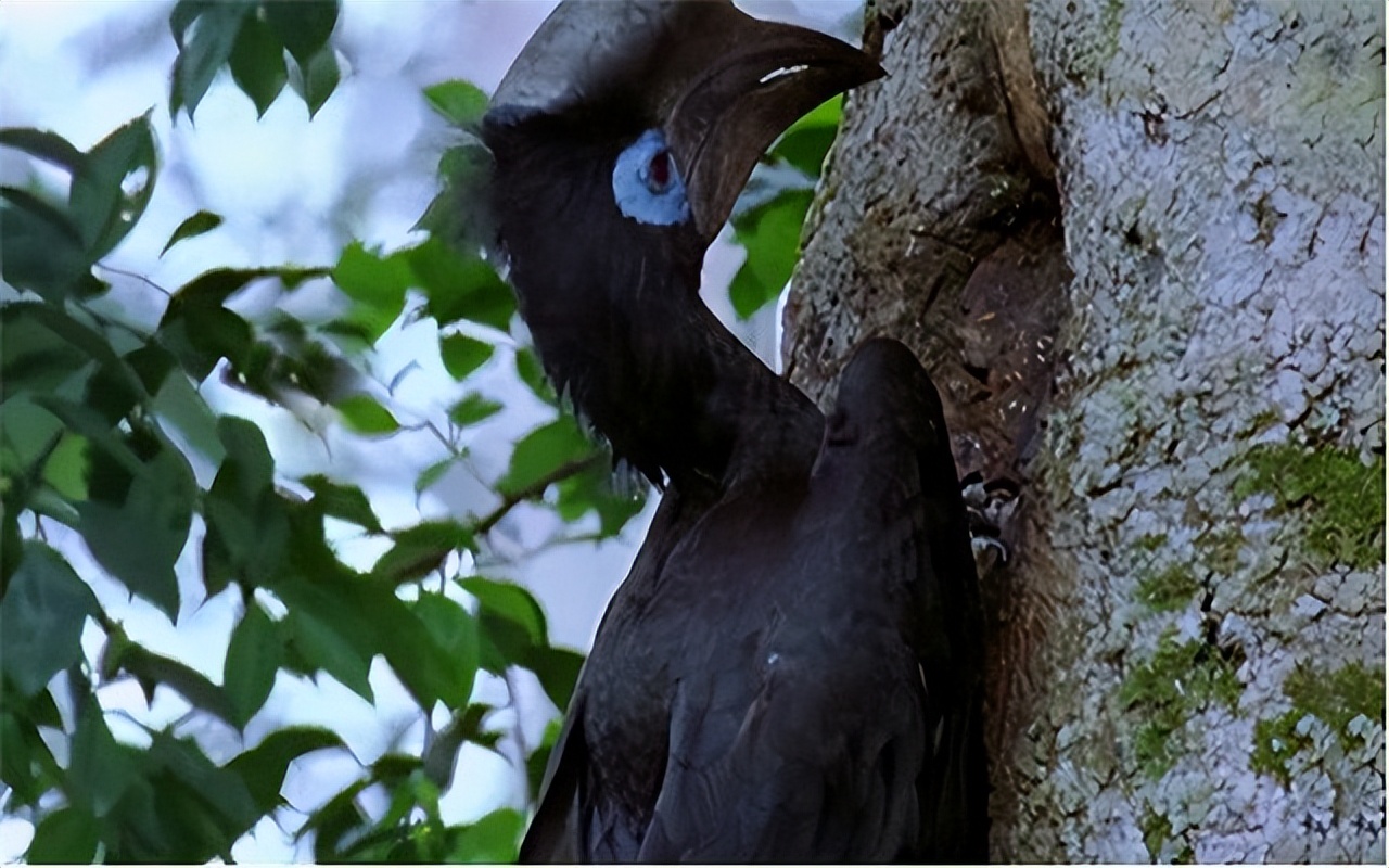 非洲巴卡部落：男人捕杀六米巨蟒，女人挖洞抓非洲巨鼠