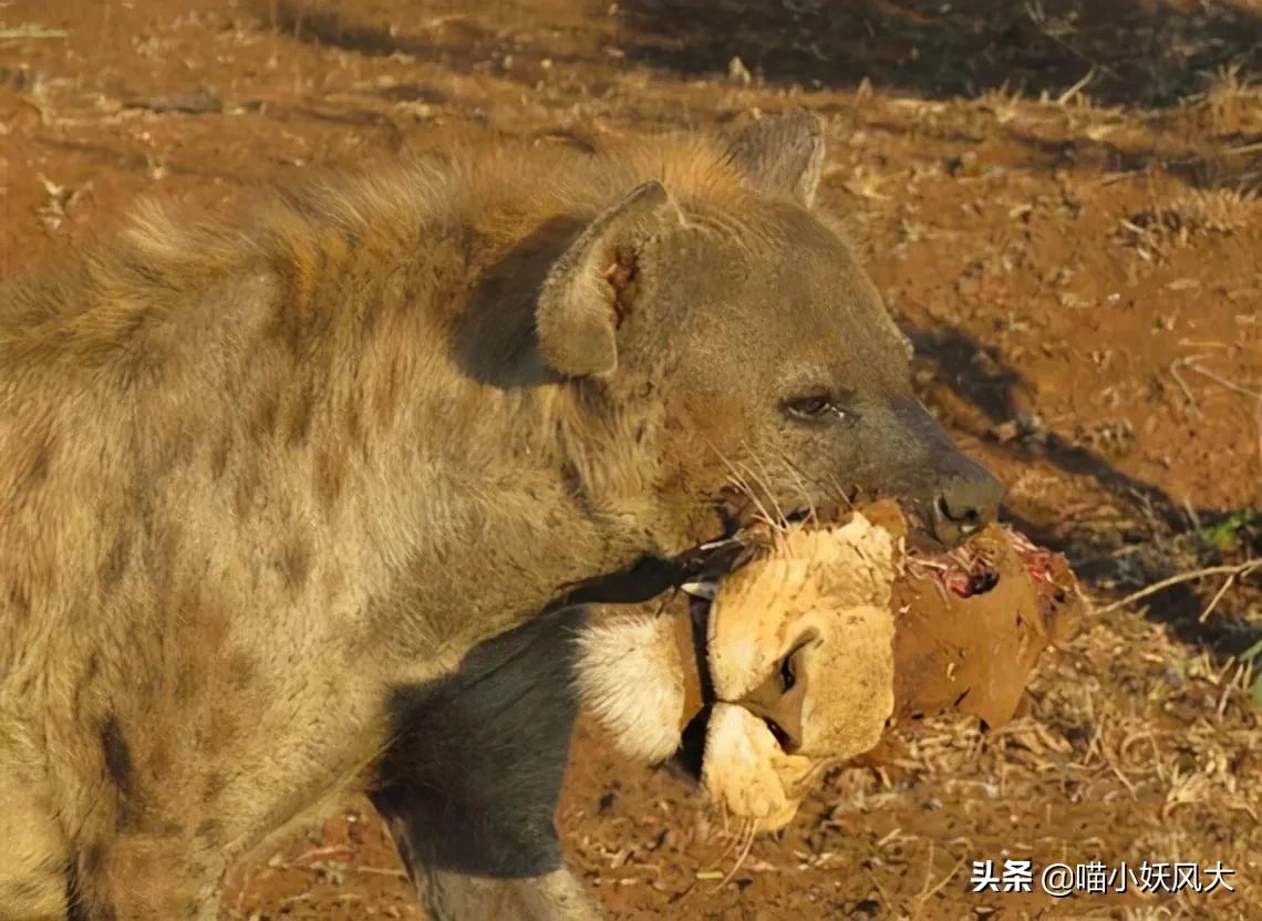 斑鬣狗为什么喜欢挖别人的坟头,斑鬣狗为什么喜欢咬骨头