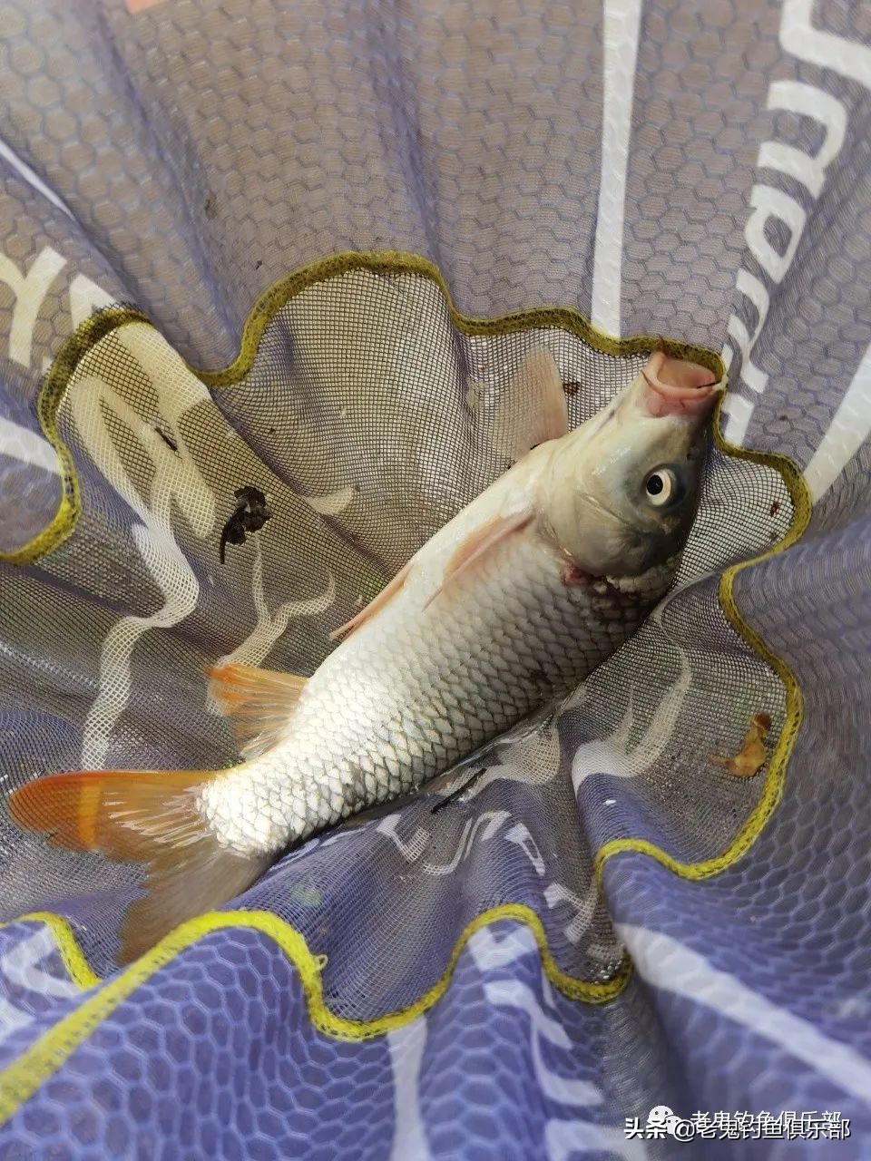 冬季野战之王巨物钓鲤鱼套装,战野巨物饵料