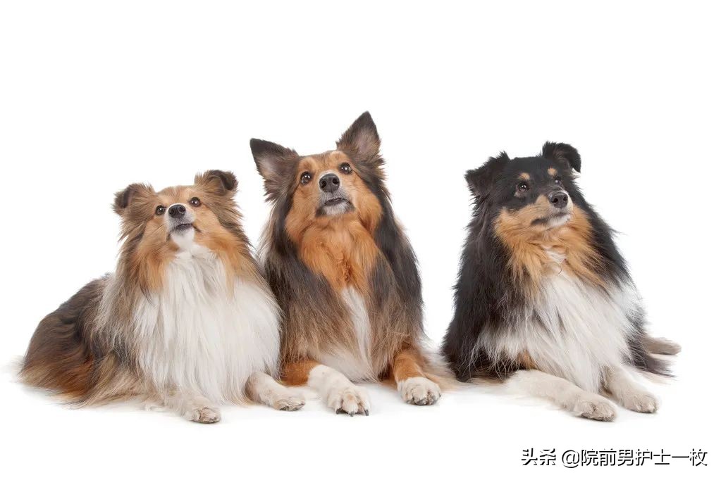 科普狗咬伤自救方法有哪些,犬类咬伤急救知识英文