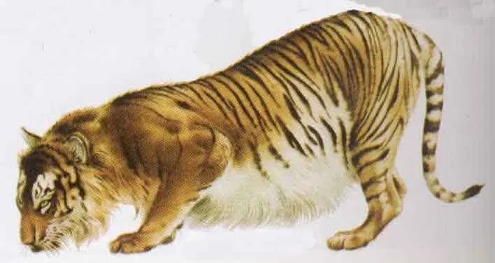 白色的东北虎为什么灭绝了,远东巨虎为什么灭绝的
