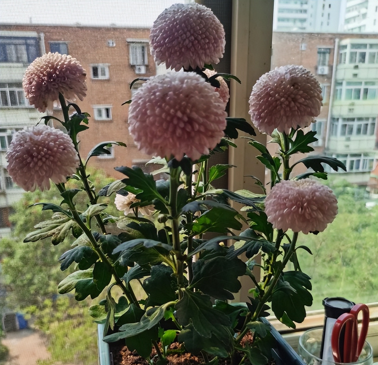 不想养的花太乱太杂哪些值得养,家中千万别养这8种毒花