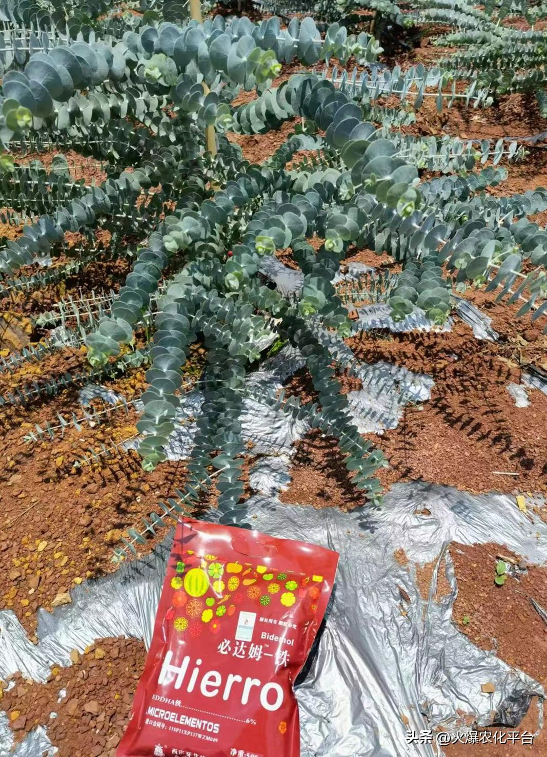 西班牙原装进口肥料艾德拉,西班牙艾德拉农肥料有限公司