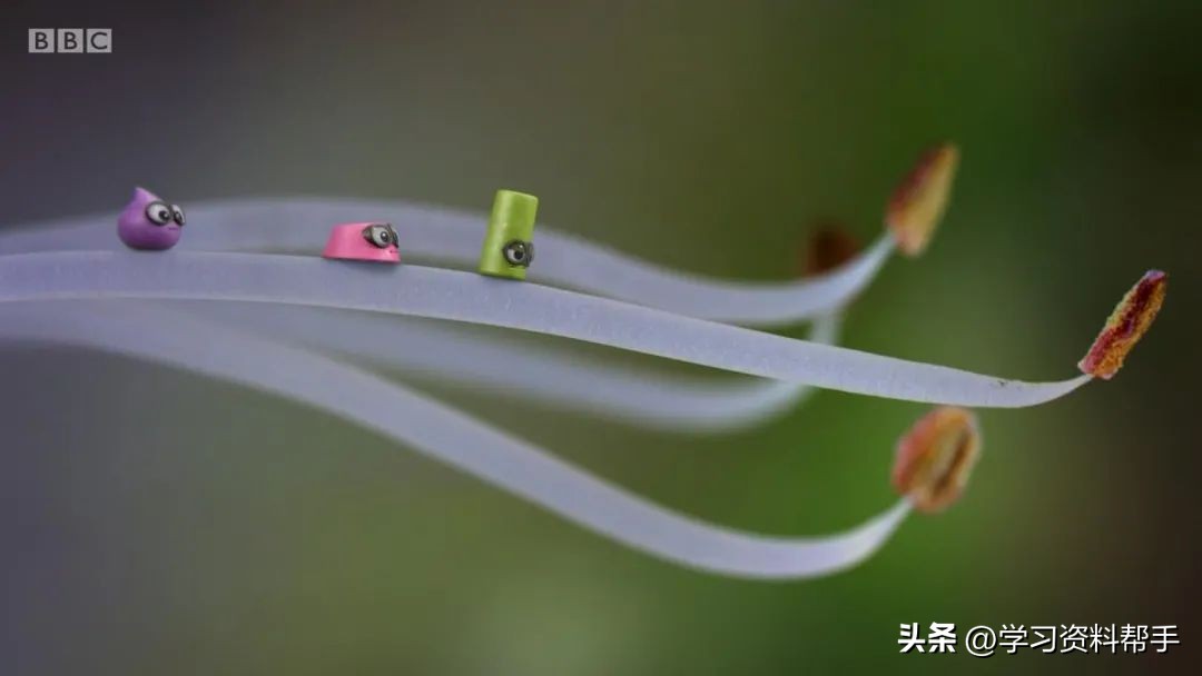 科普动画《TinyWonders小奇迹》，带娃换个角度观察和认知世界！