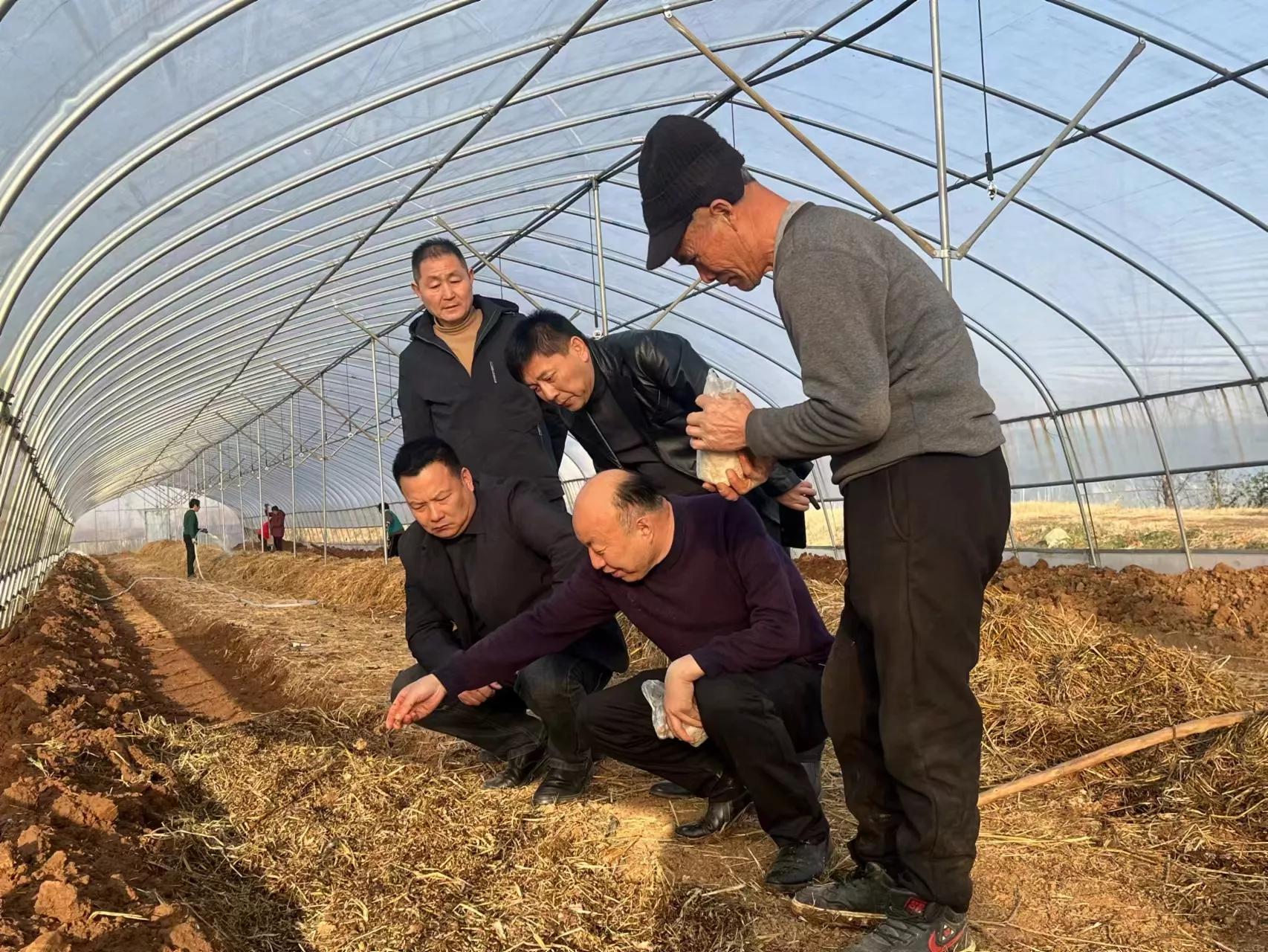 食用菌专家丁伦保,丁伦保食用菌种植技术