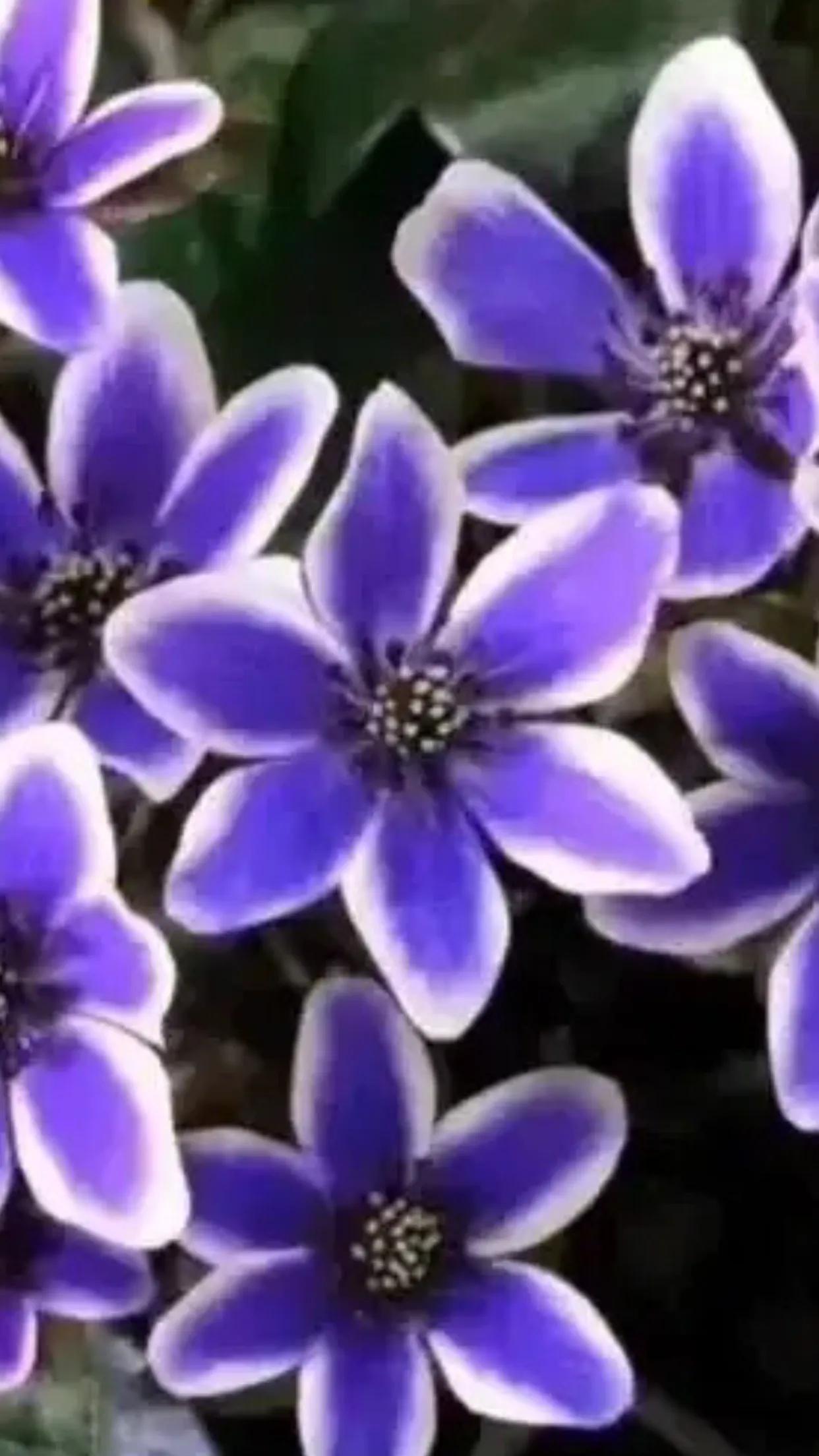 雪割草,雪割草图片