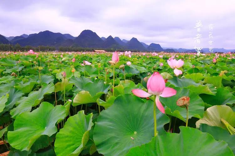 云南文山普者黑游记,云南文山普者黑