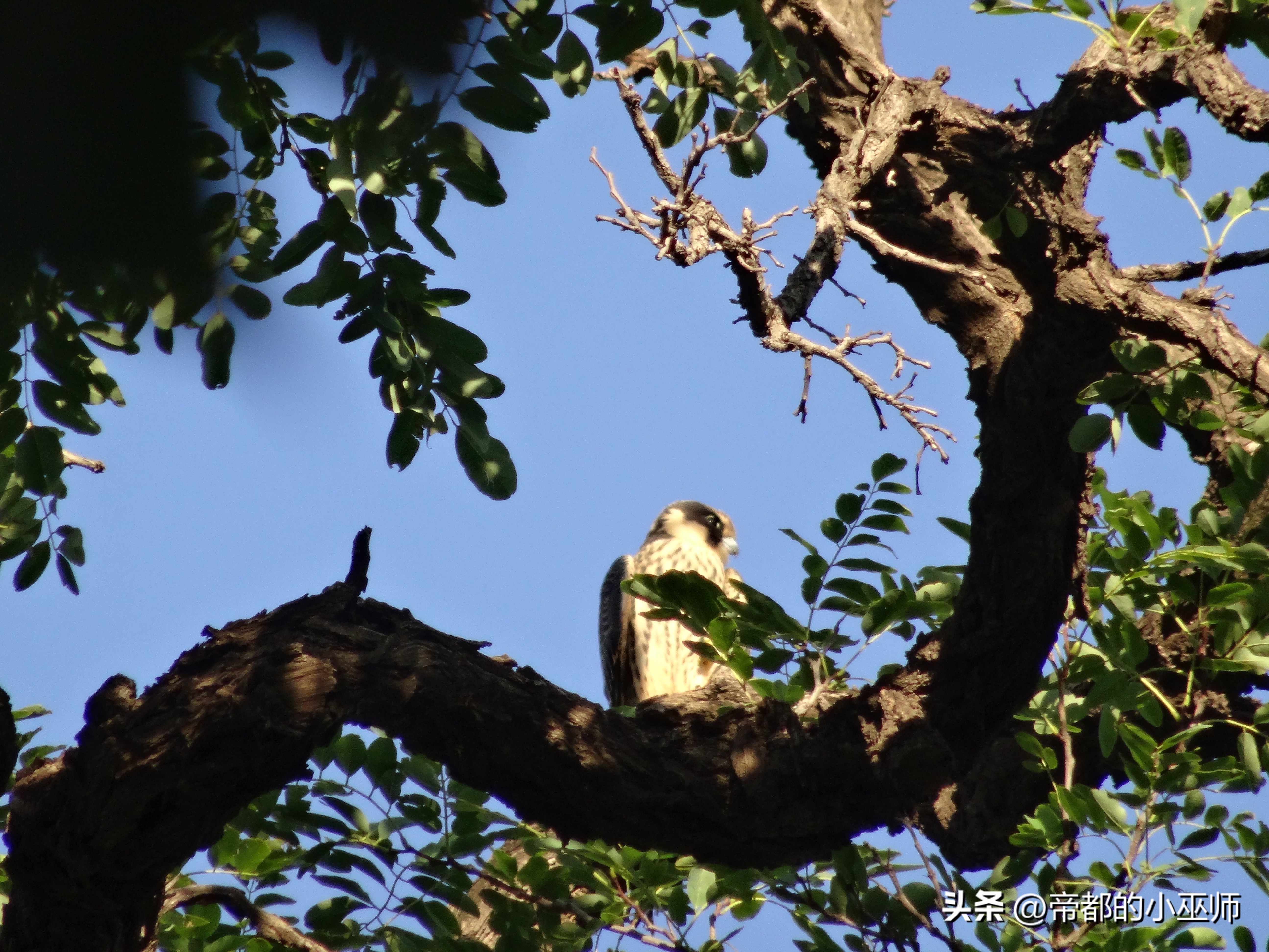 猛禽vs特雷德,2023猛禽和2022款有啥区别