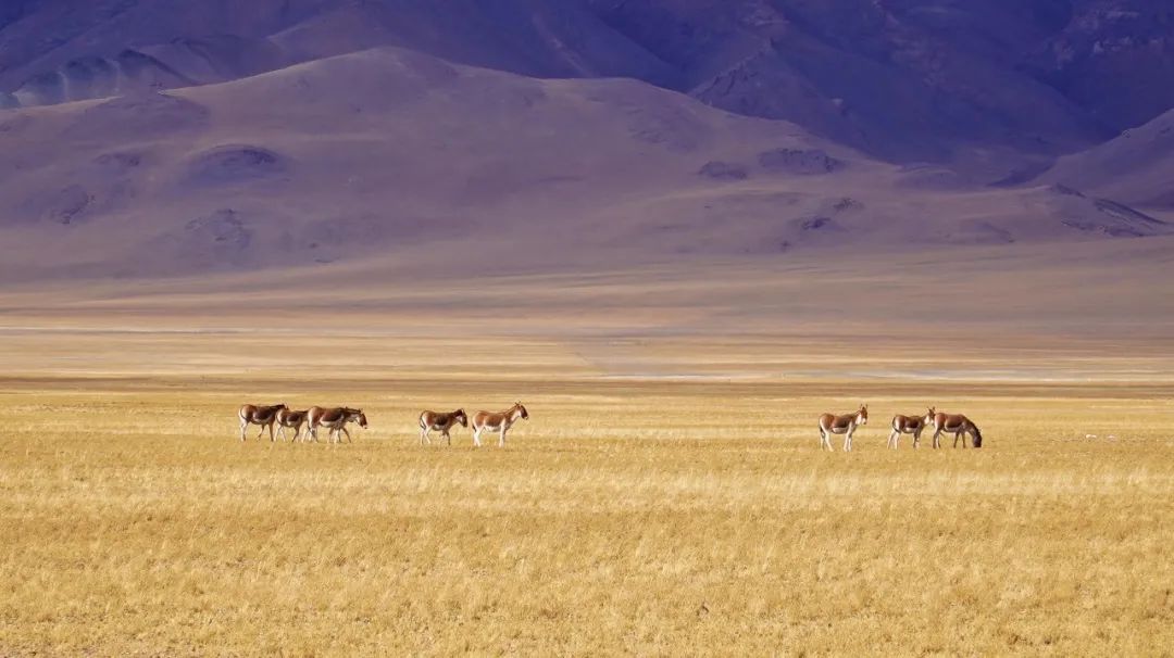 自驾穿越西藏最危险的路,4800公里川藏线穿越