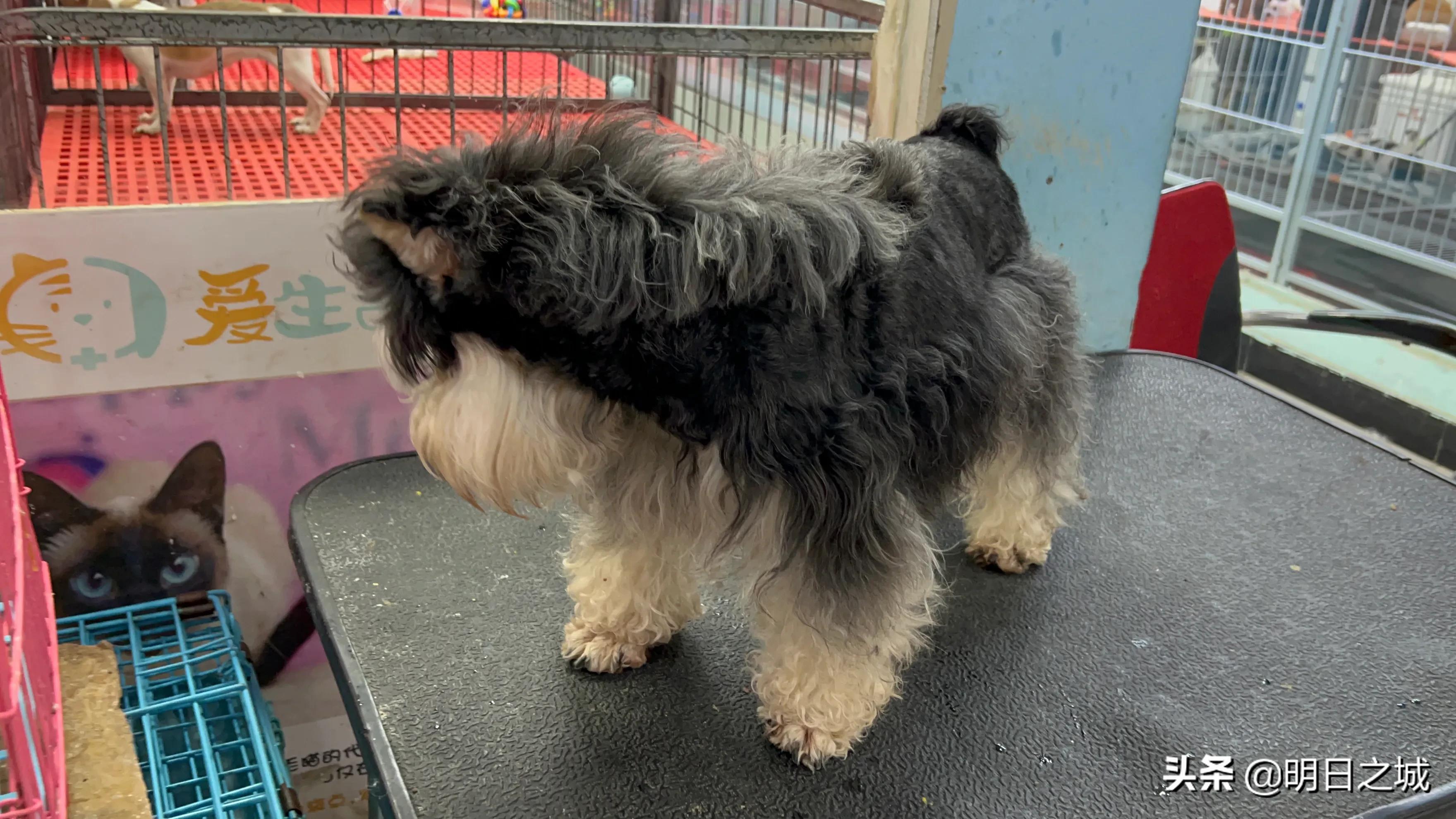 宠物猪长成300斤肥猪,两只宠物小乳猪