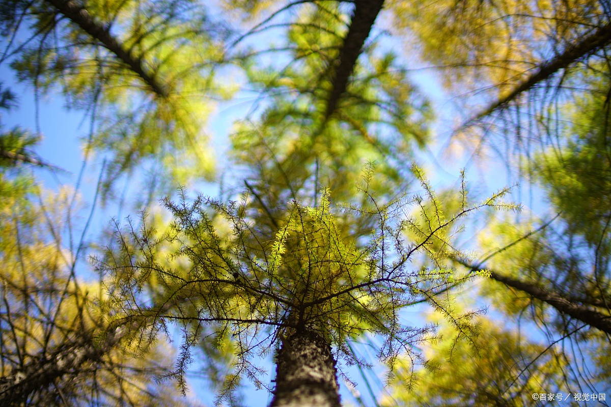 森林氧吧赤峰,赤峰美林谷森林氧吧