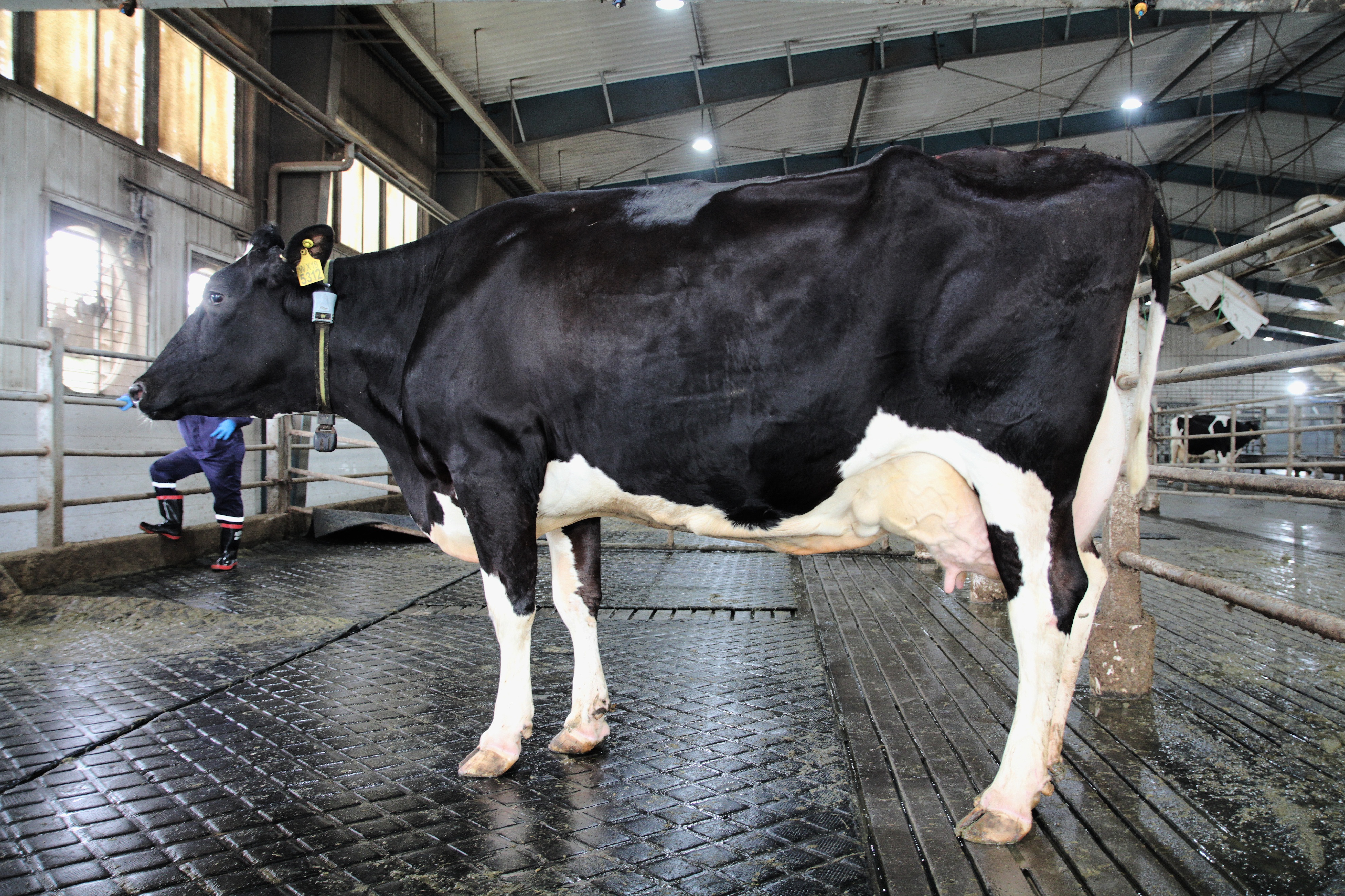 “最美奶牛西施”乐源牧业奶牛选美斩获三项大奖