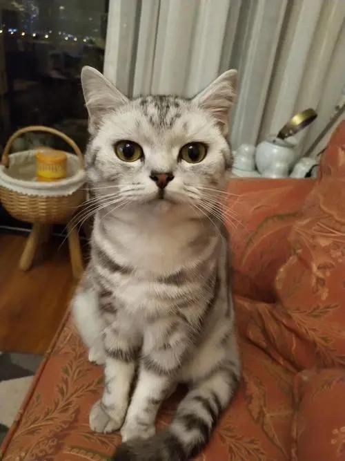 短毛猫猫砂盆,东方短毛猫需要多大的猫砂盆