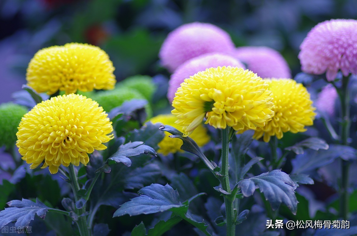 心若香茗静听花开的意思,心若香茗静听花开文案