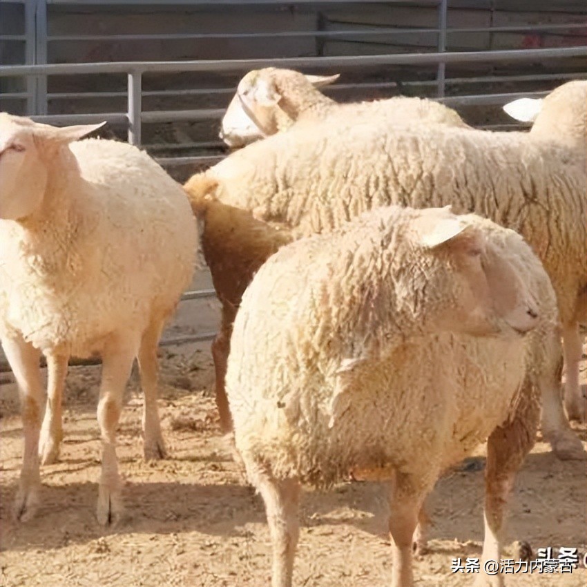 这场“羊”运会，内蒙古申请出战！