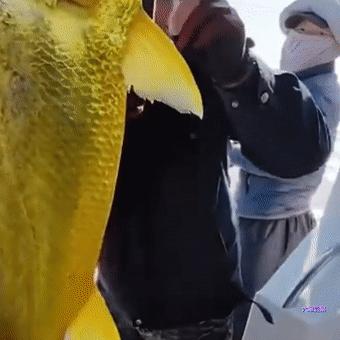 游客钓到野生大黄鱼全身金光闪闪,浙江钓友上野生三斤多大黄鱼
