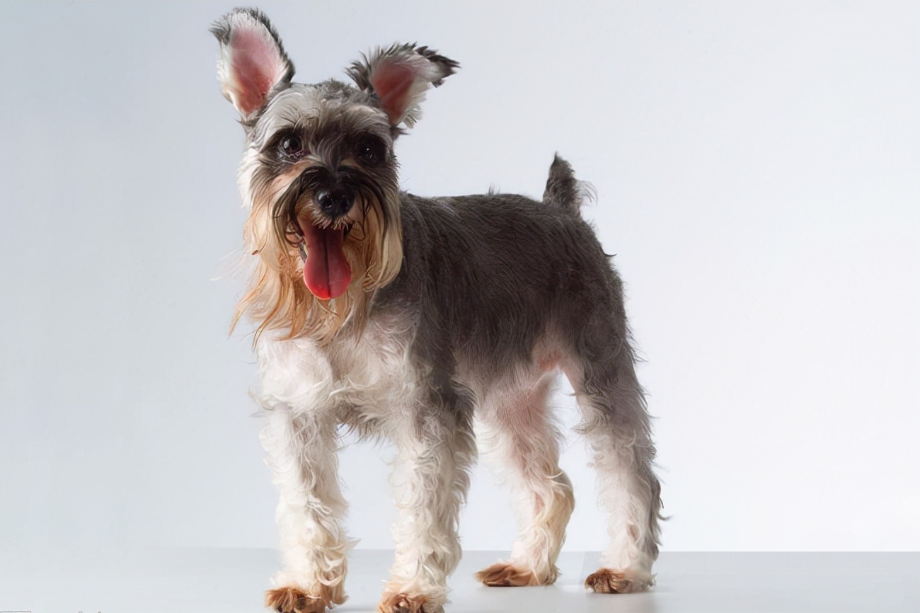 雪纳瑞能喝感冒药吗,雪纳瑞可以吃的消炎药有哪些