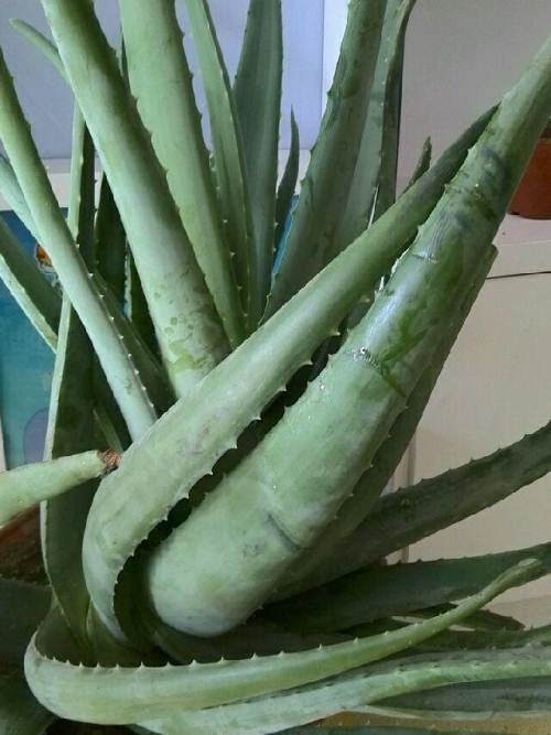 喜欢养花的人都会养什么花,喜欢养花的能不能养猫