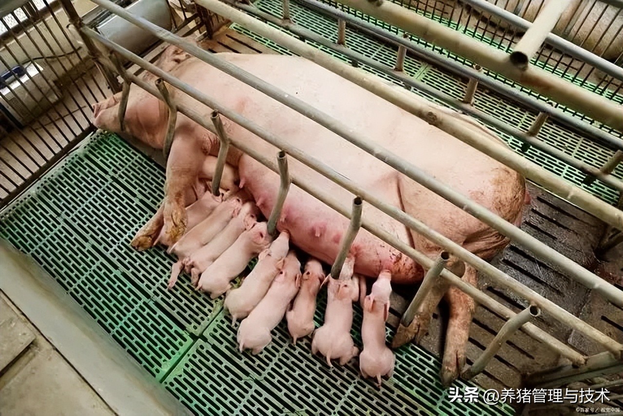 分娩母猪难产,分娩母猪发生难产时如何处理