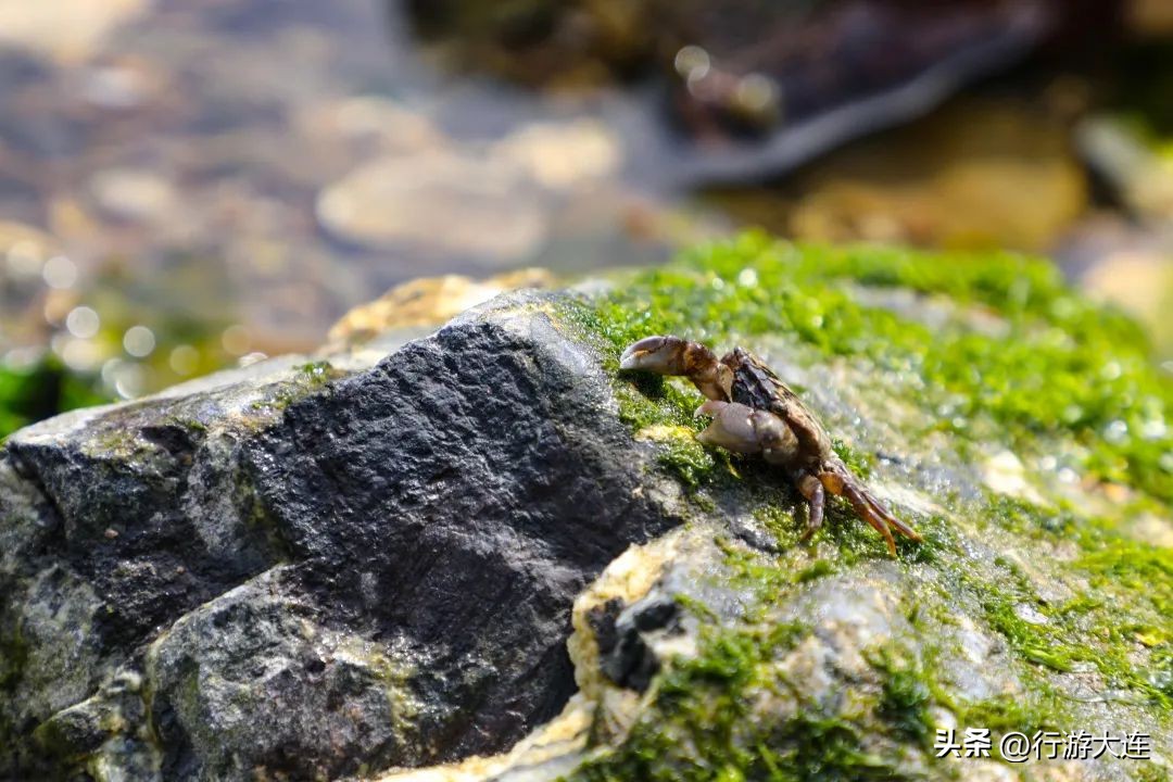 大连最全的赶海攻略,良心推荐大连赶海全攻略