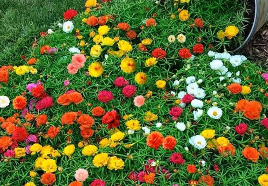 春季最好养的盆栽花卉图片,春季户外花园适合种植的花卉