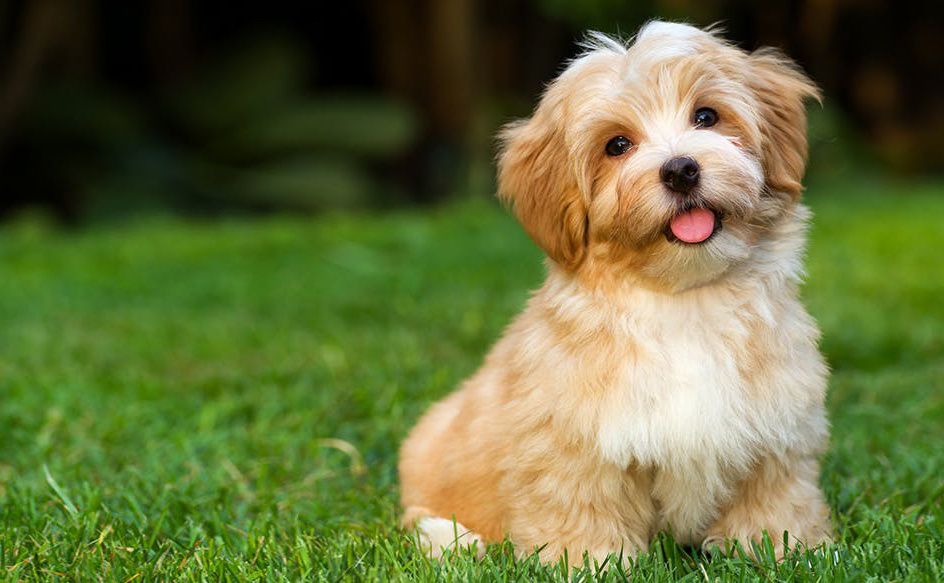 这几种狗太难伺候了新手不敢养,不能接受的狗狗