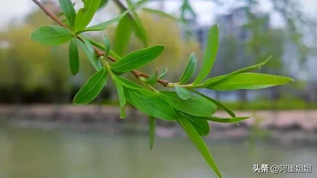 咏柳唐贺知章古诗句子,咏柳唐贺知章古诗词