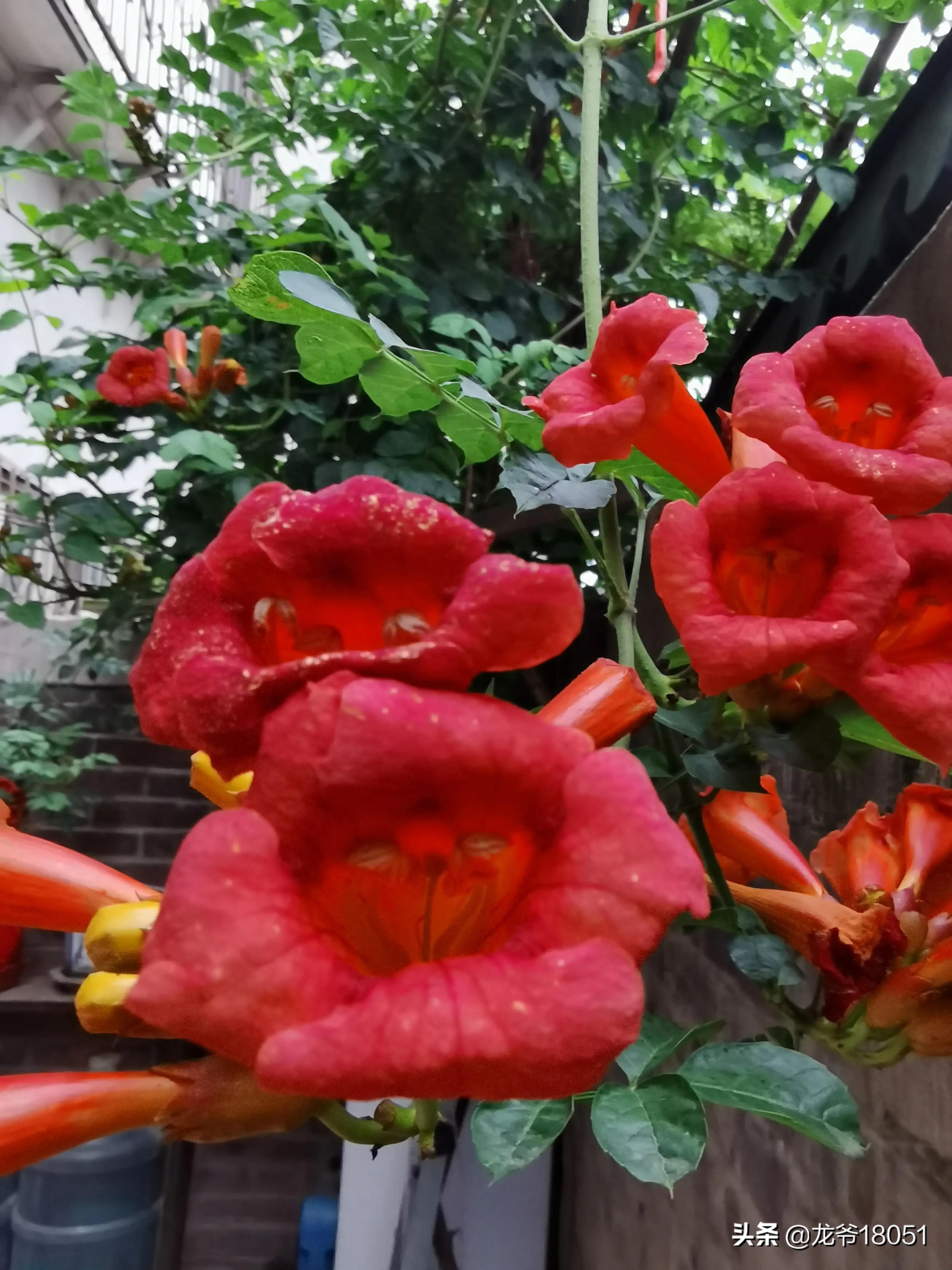 国色绽放红胜火，凌霄花开分外香