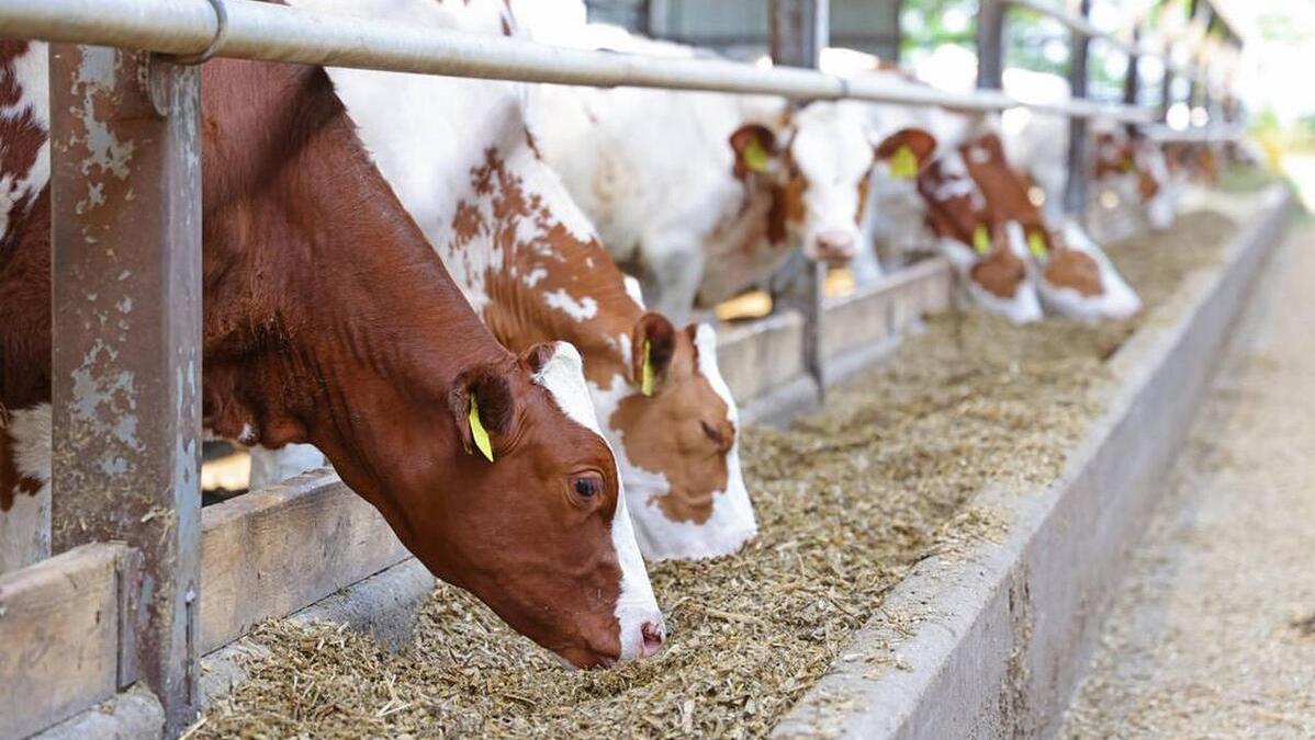 2023年养牛市场前景如何,现在养牛真的赚钱吗农村人多吗